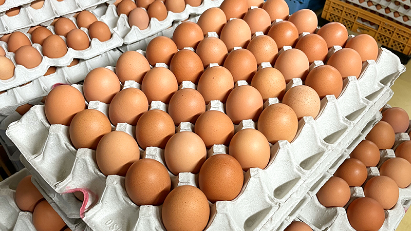 たまごのおいしさは飼料選びで決まります